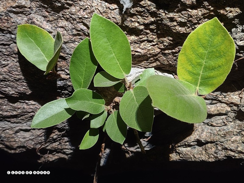 Ficus mollis photo 7