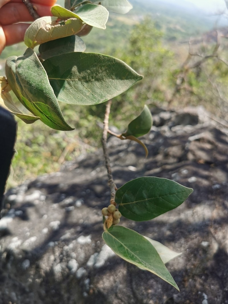 Ficus mollis photo 8