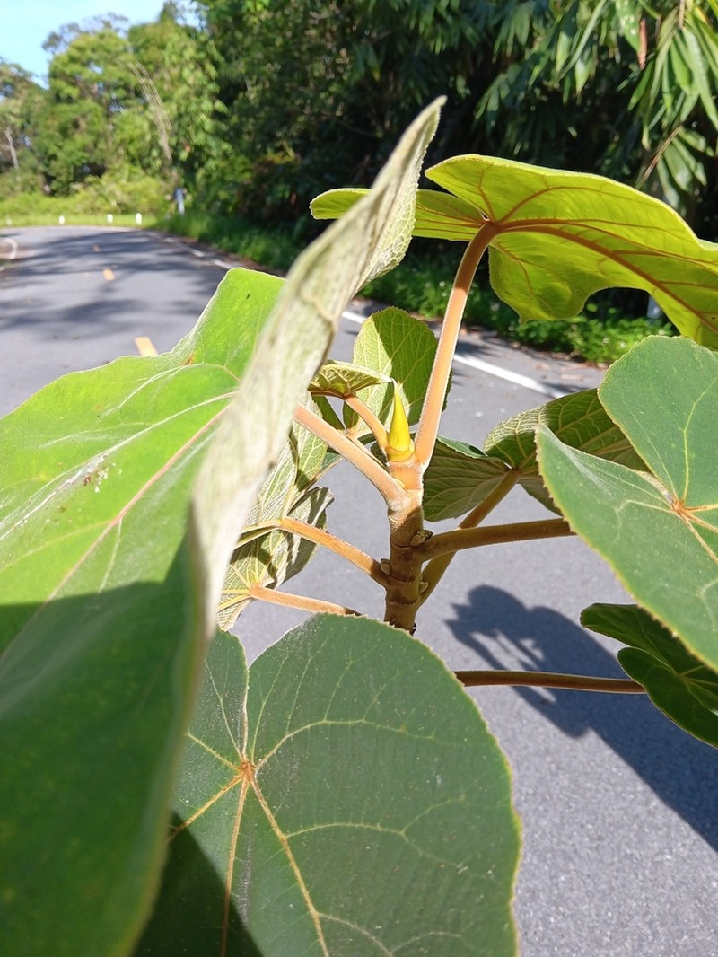 Ficus mollissima