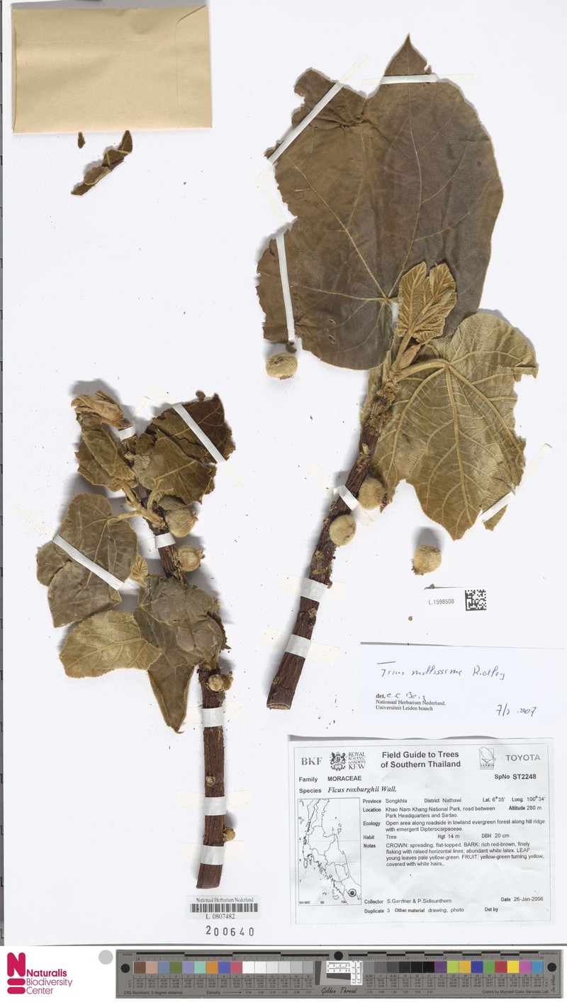 Ficus mollissima photo 2