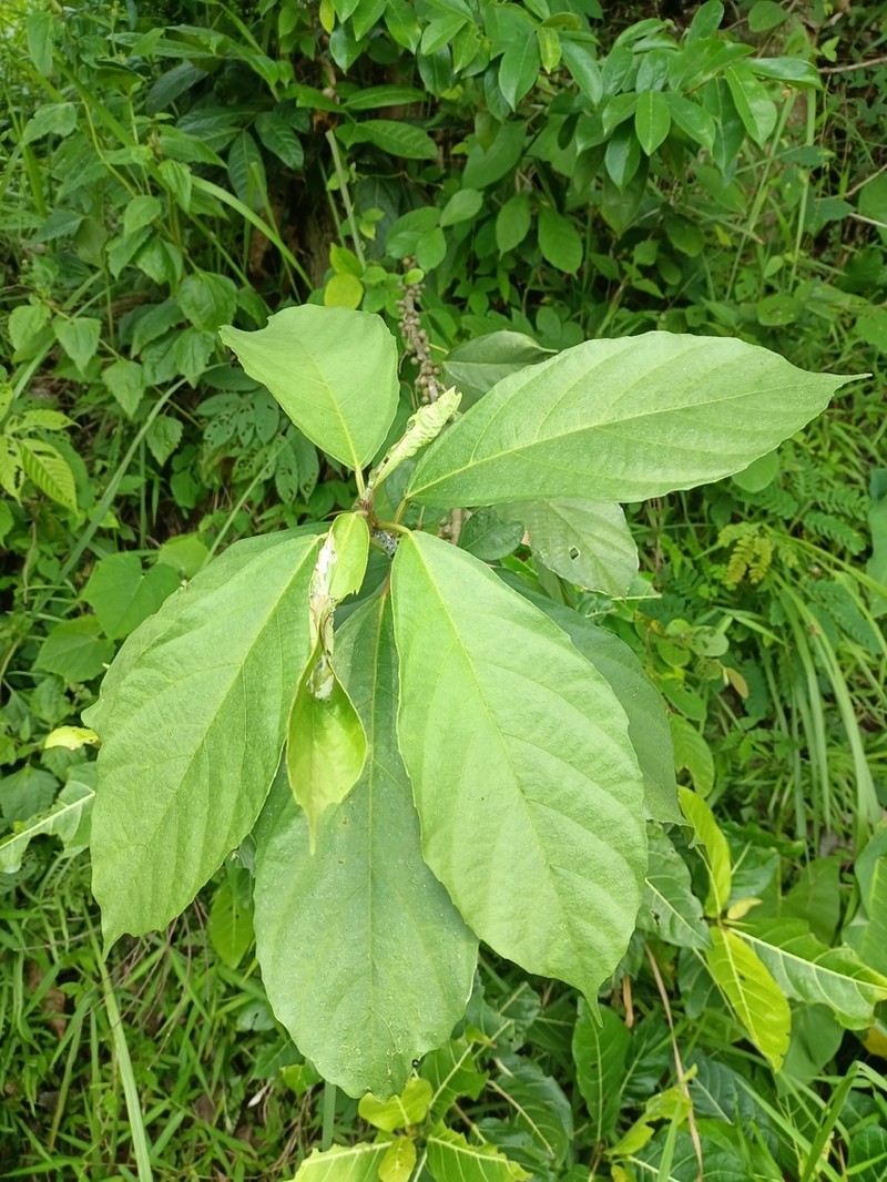 Oakleaf Fig photo 2