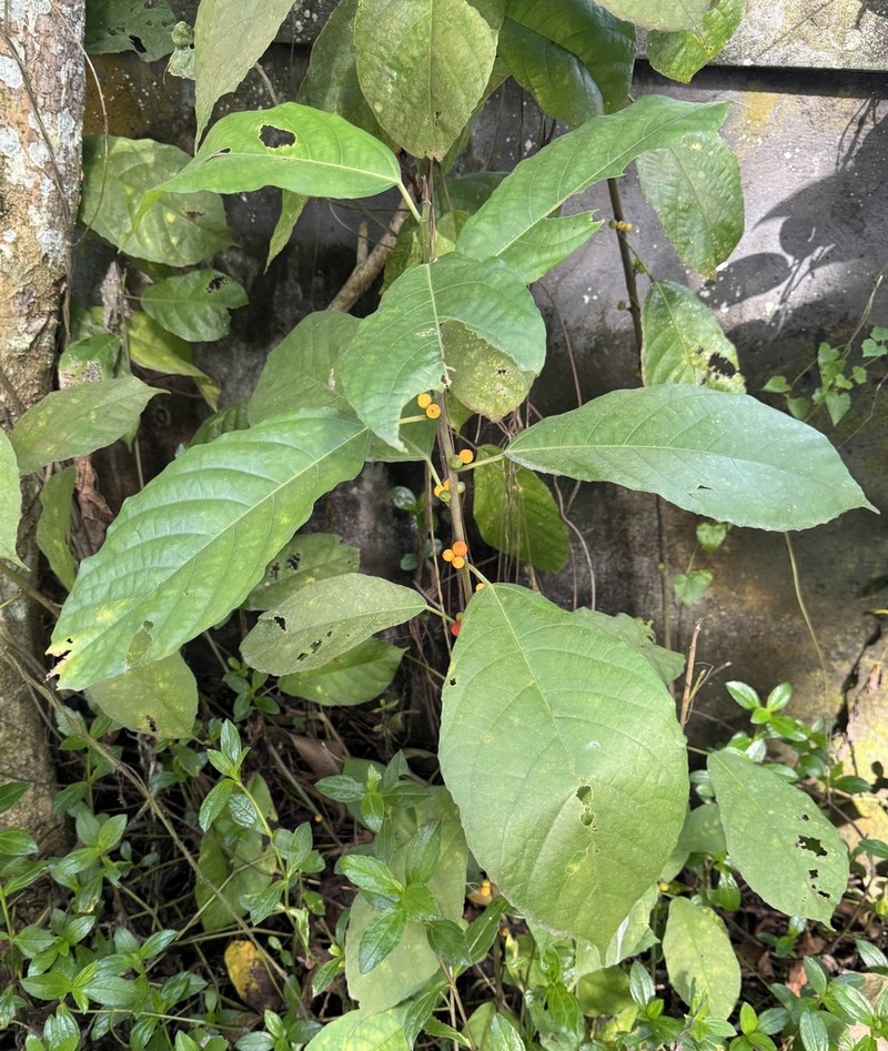 Oakleaf Fig photo 3