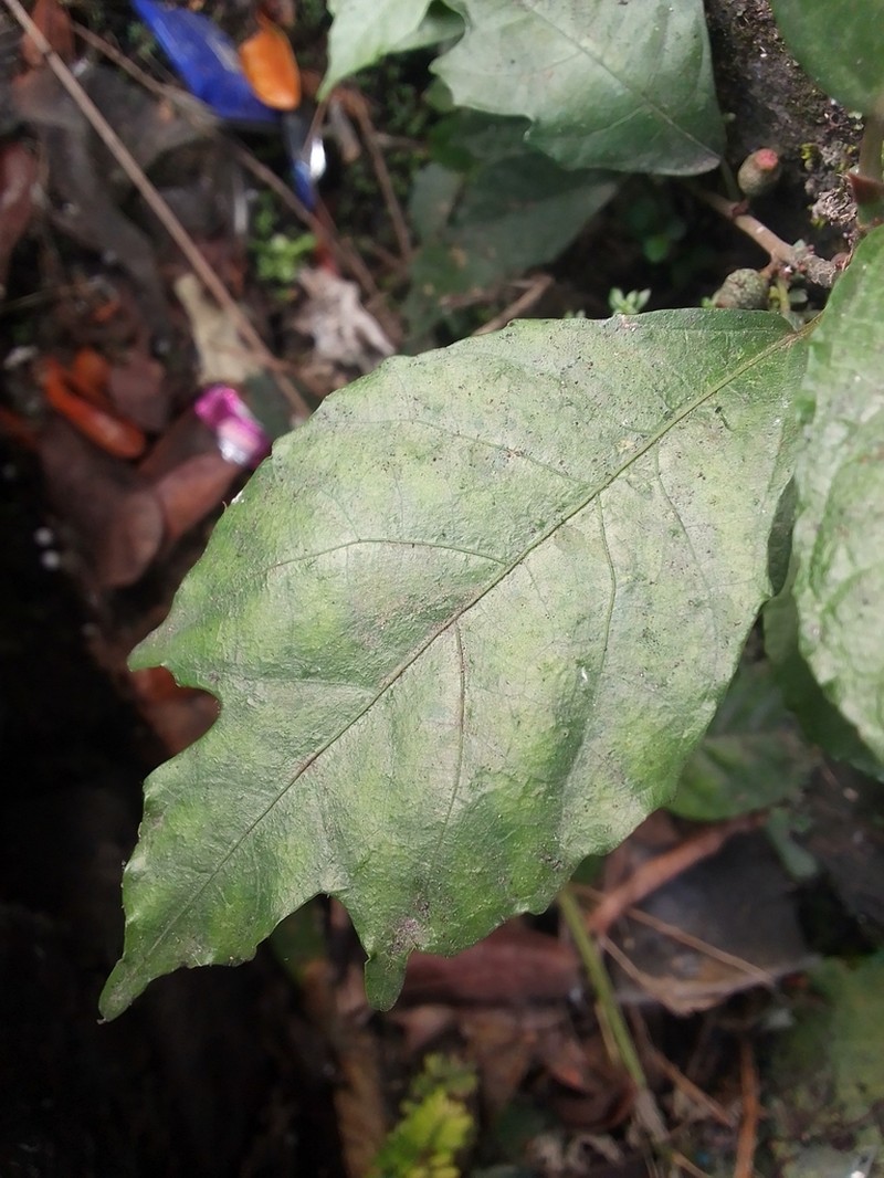 Oakleaf Fig photo 4