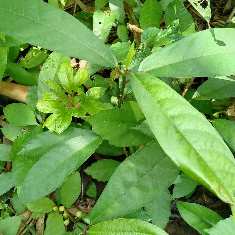 Oakleaf Fig photo 5