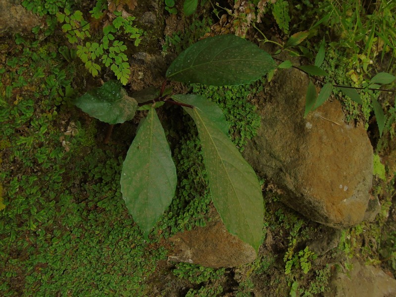 Oakleaf Fig photo 6