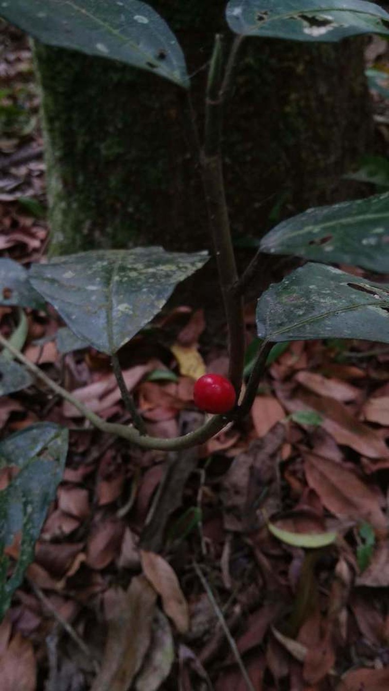 Oakleaf Fig photo 7