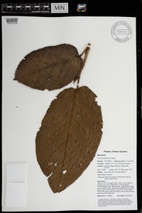 Ficus morobensis