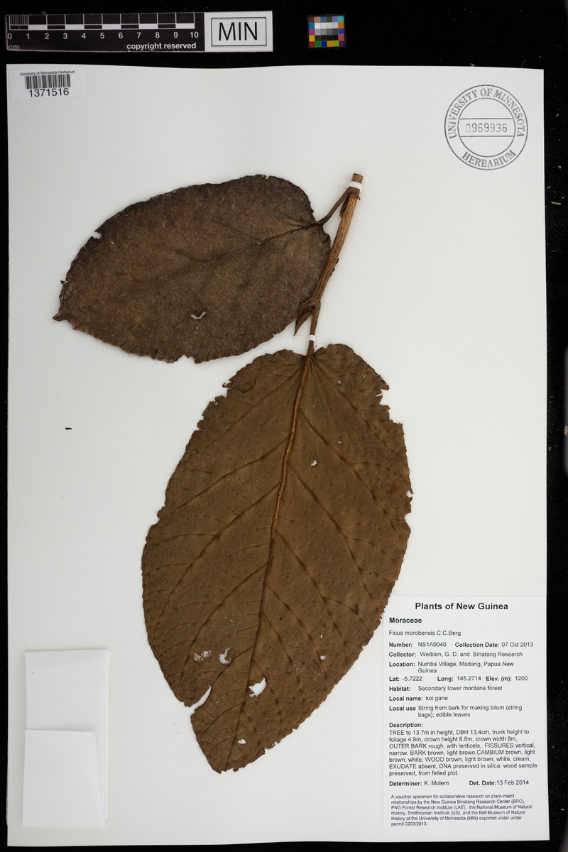 Ficus morobensis