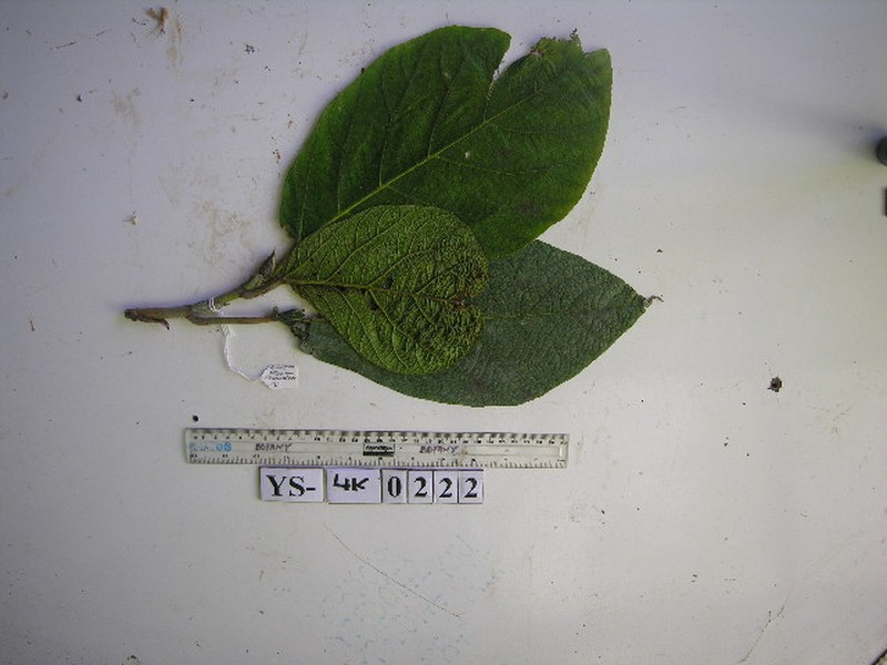 Ficus morobensis photo 2
