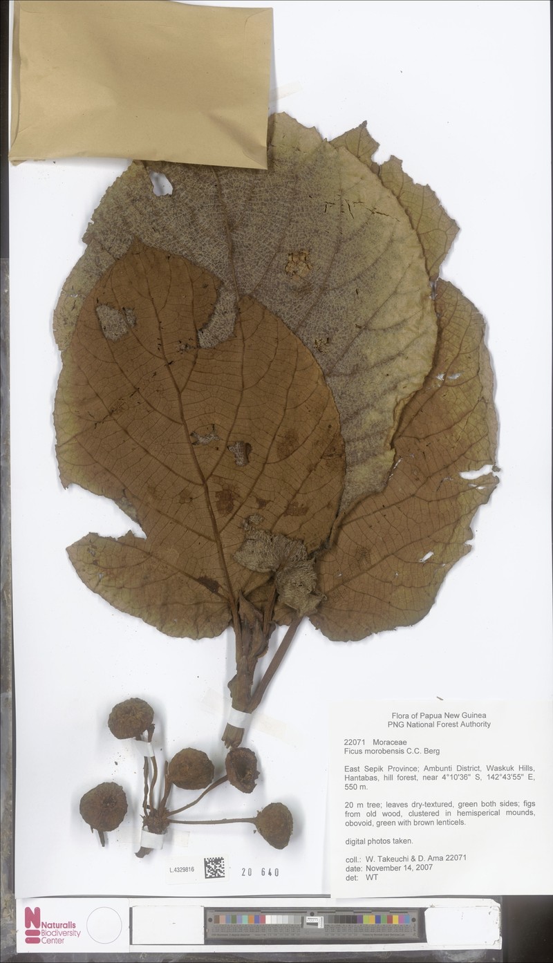 Ficus morobensis photo 3