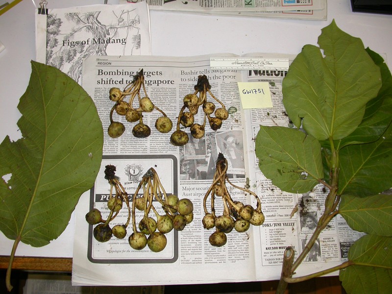 Ficus morobensis photo 4