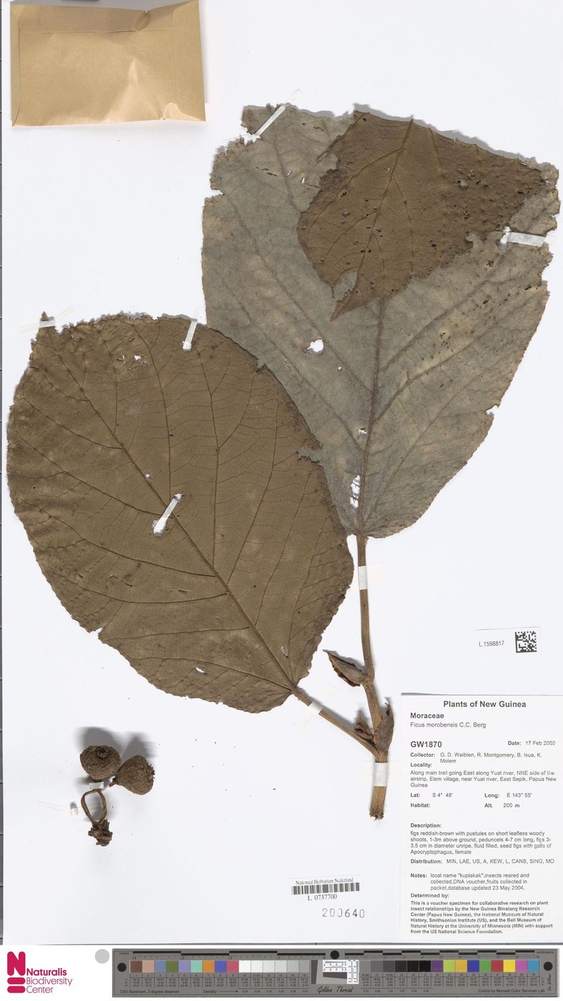 Ficus morobensis photo 5