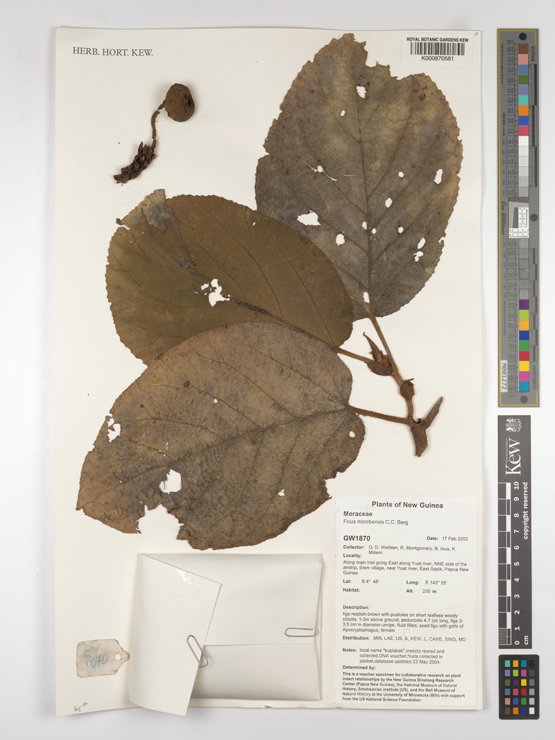 Ficus morobensis photo 6