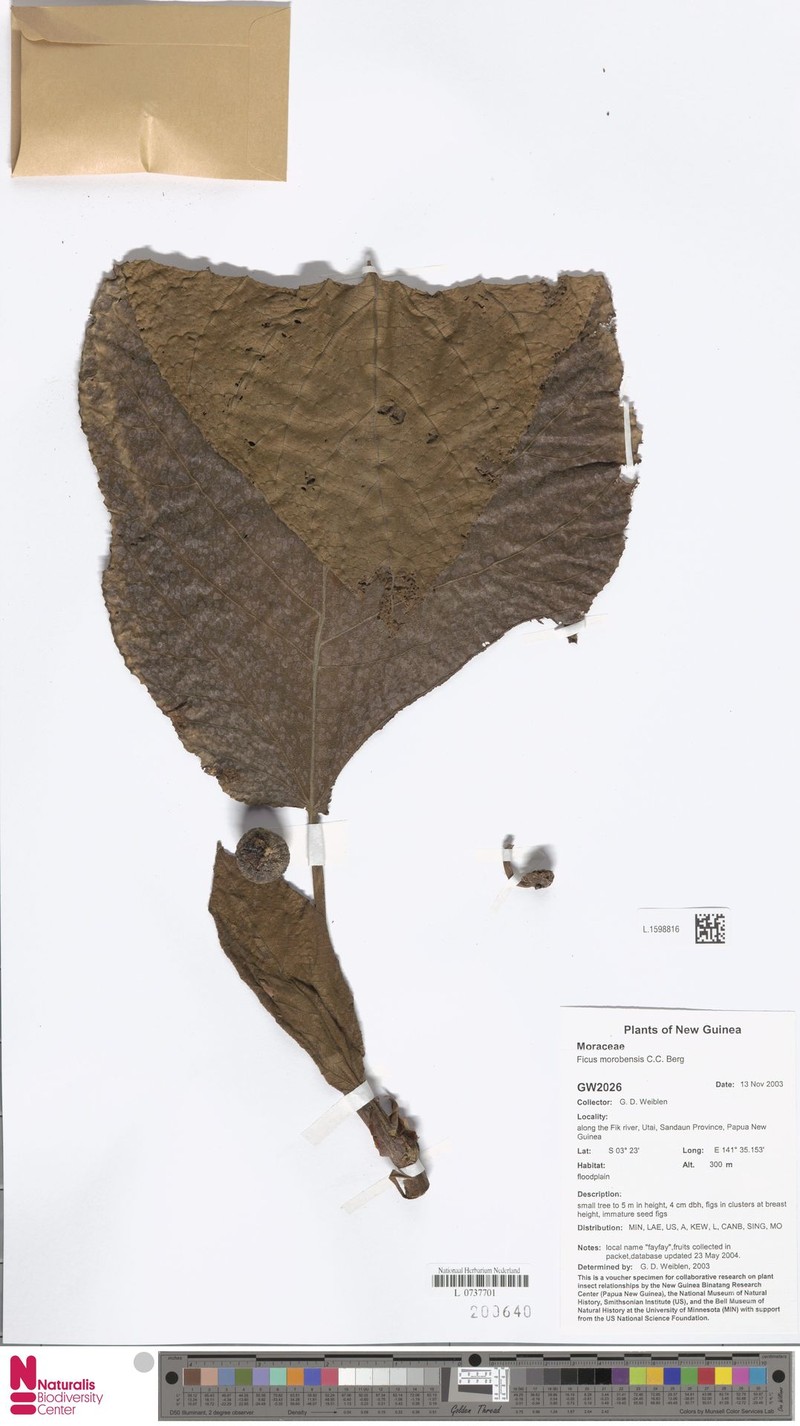 Ficus morobensis photo 7