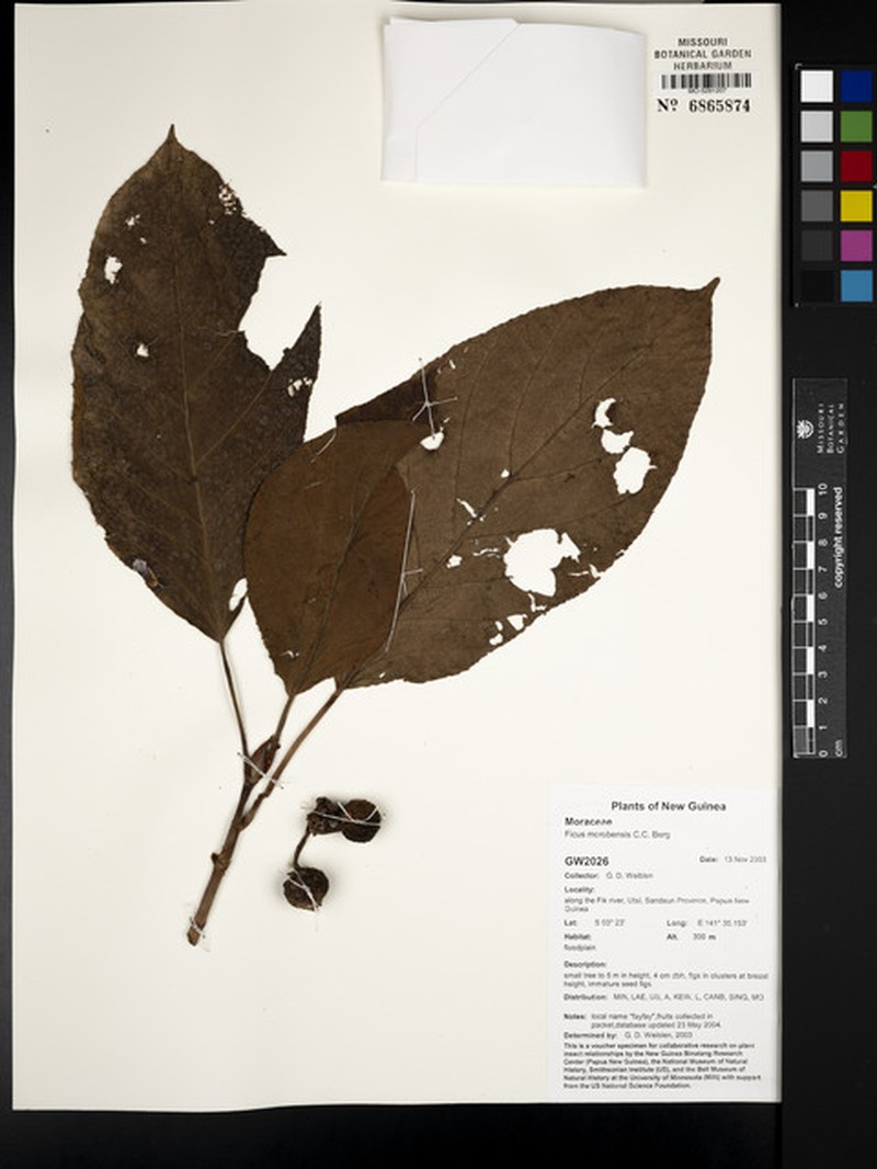 Ficus morobensis photo 8
