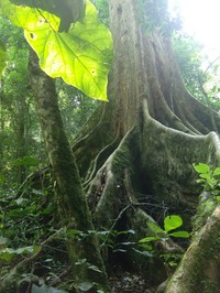 Ficus mucuso
