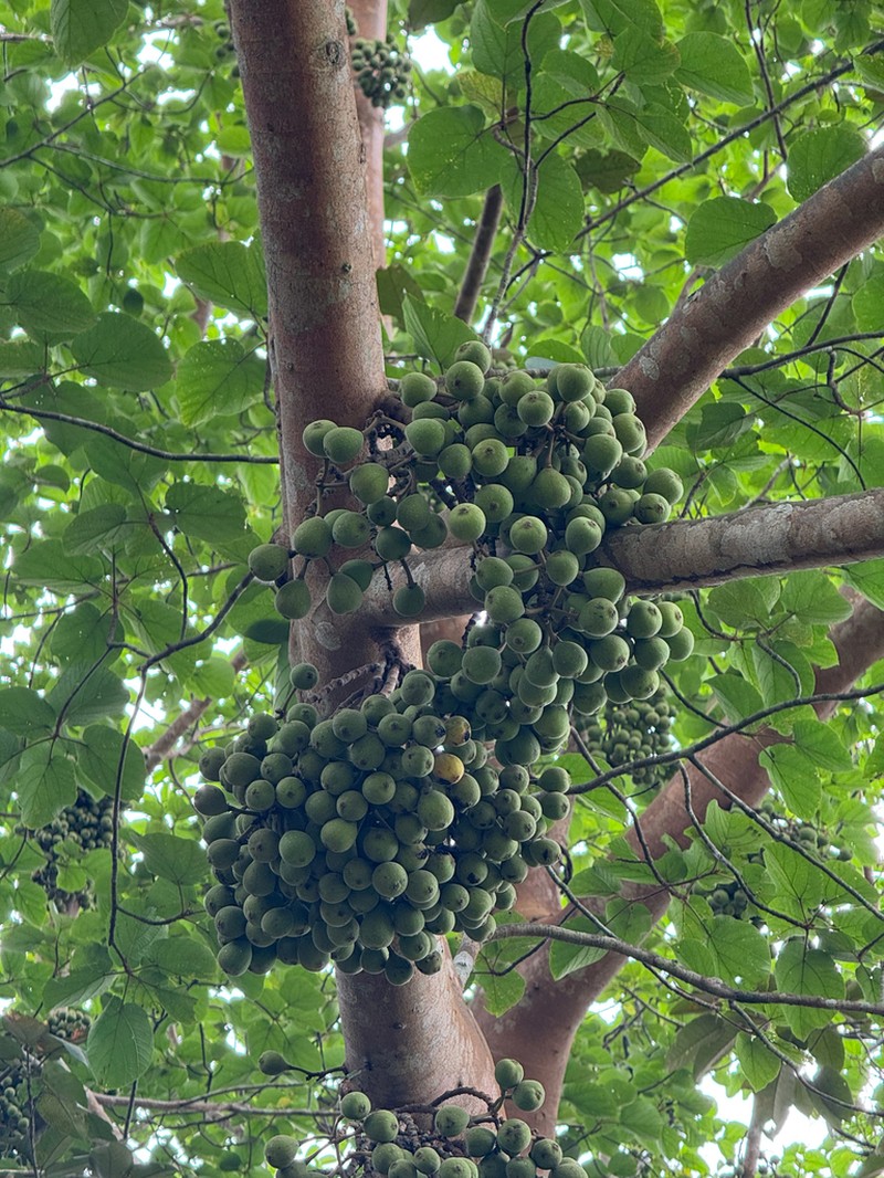 Ficus mucuso photo 2