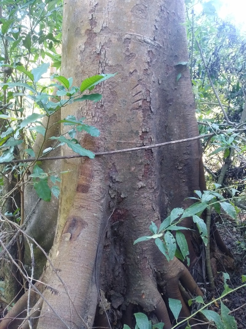 Ficus mucuso photo 4