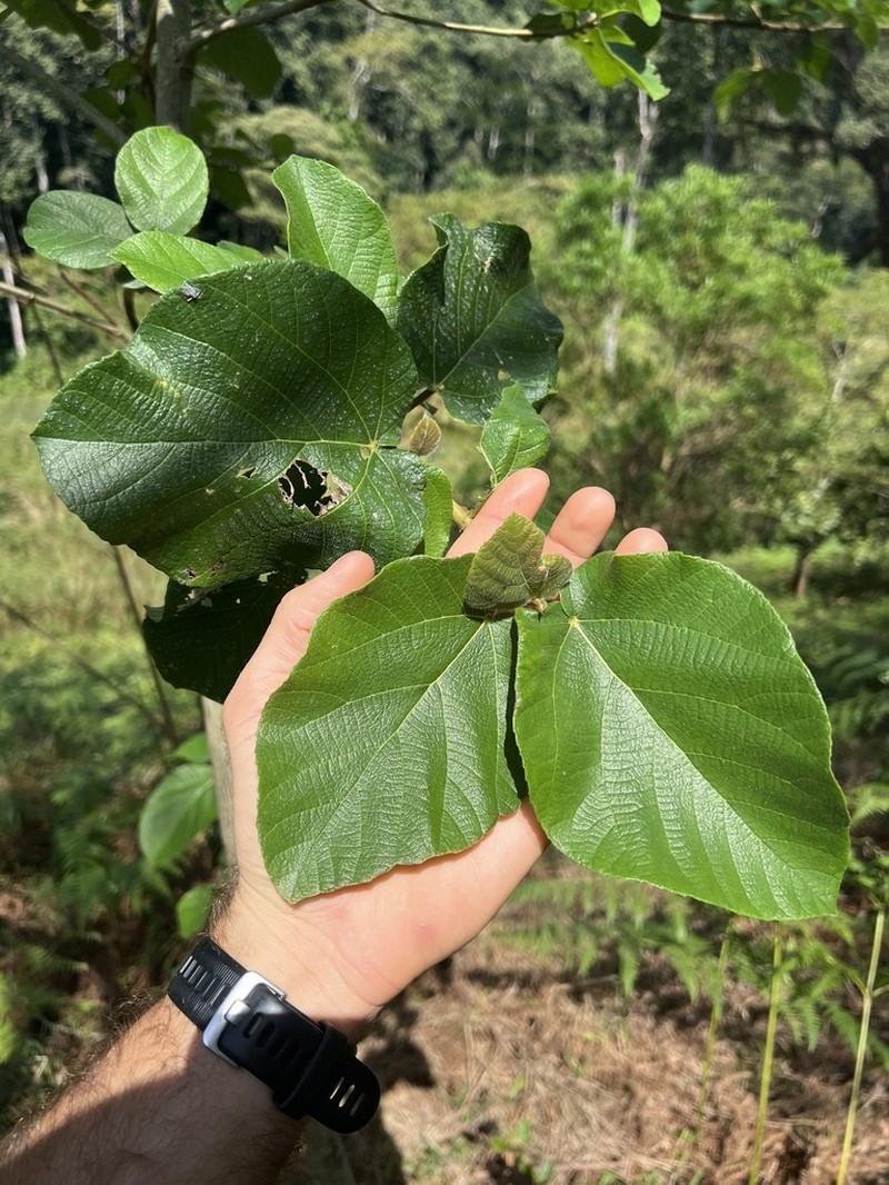 Ficus mucuso photo 5