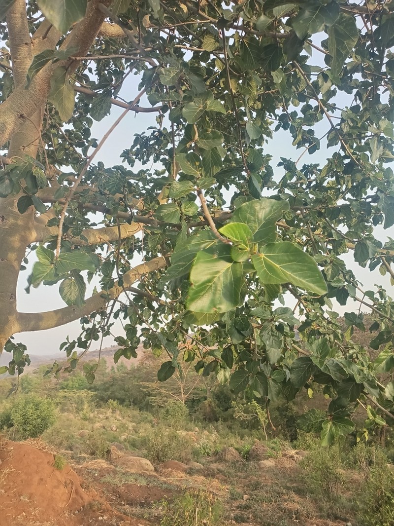 Ficus mucuso photo 6
