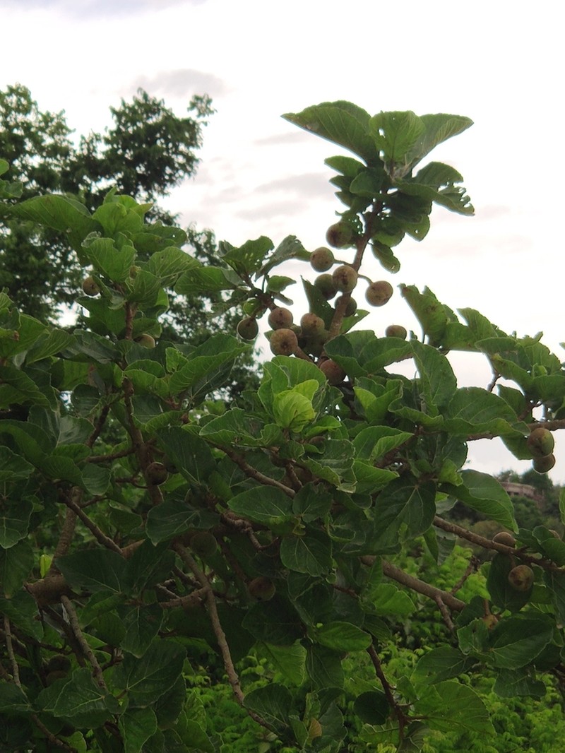 Ficus mucuso photo 7