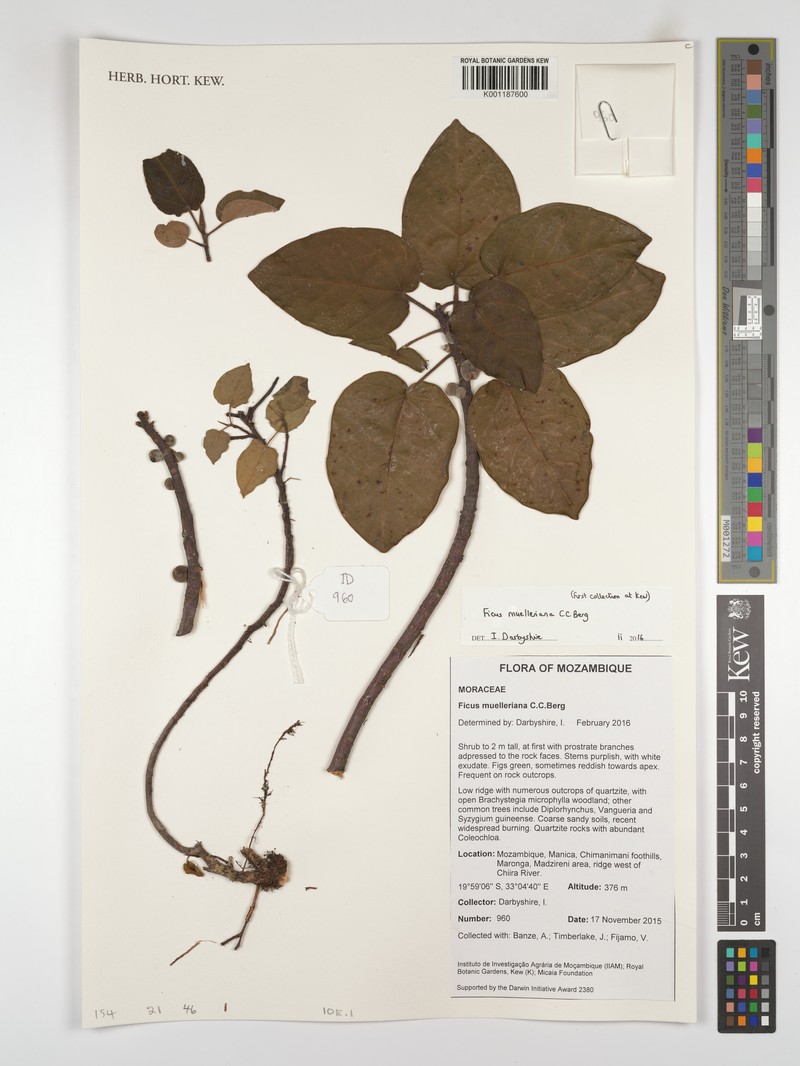 Ficus muelleriana