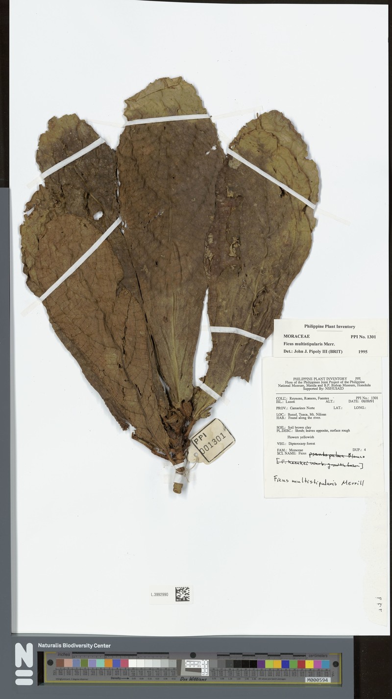 Ficus multistipularis