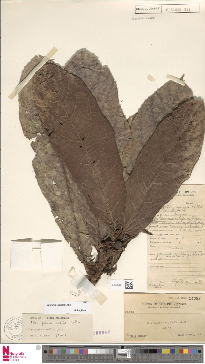 Ficus multistipularis photo 2
