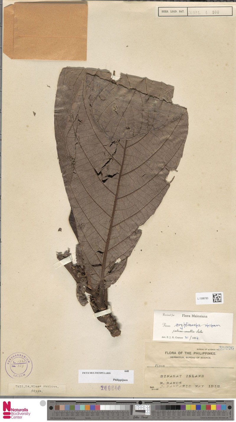 Ficus multistipularis photo 3