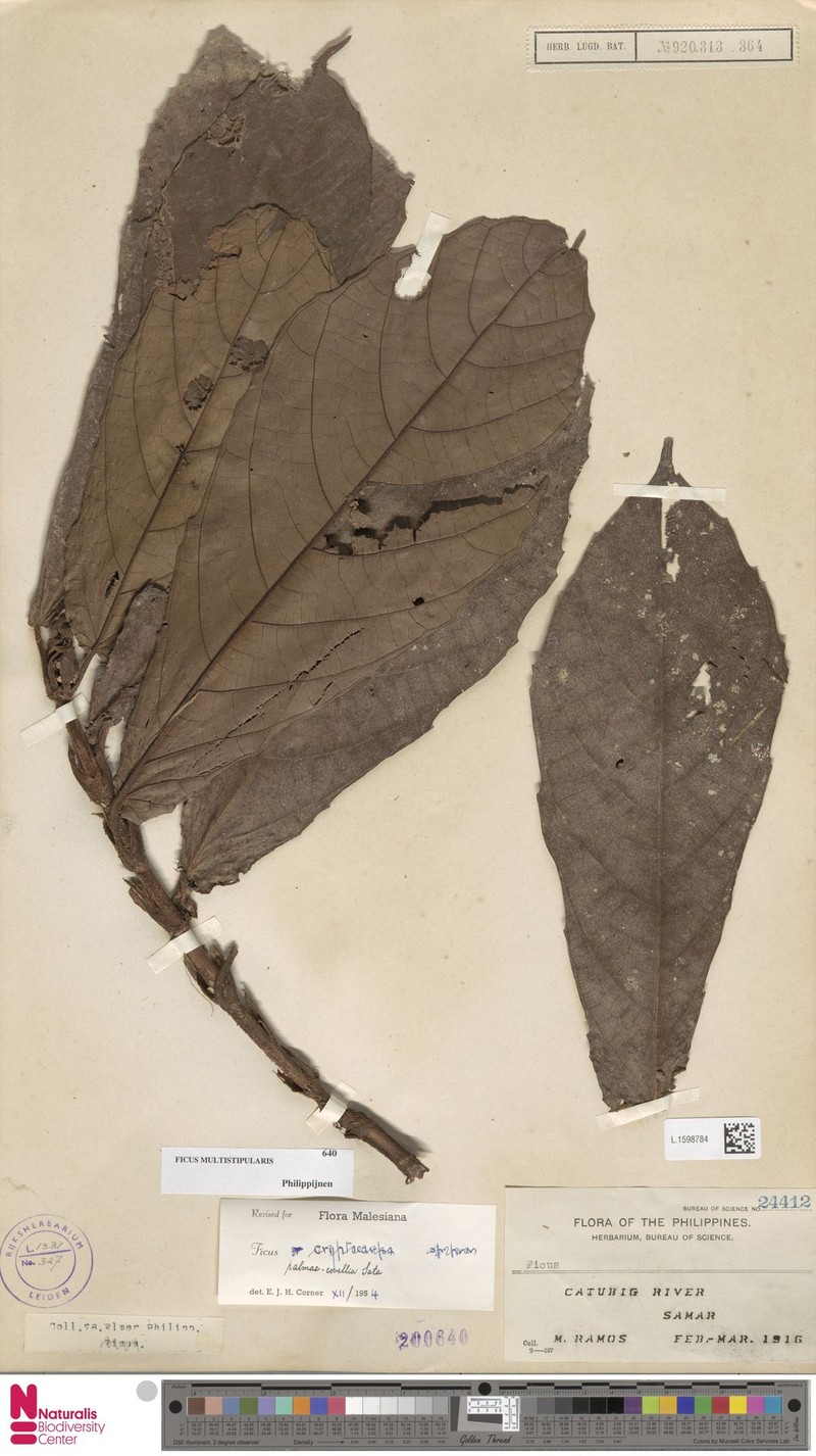 Ficus multistipularis photo 4