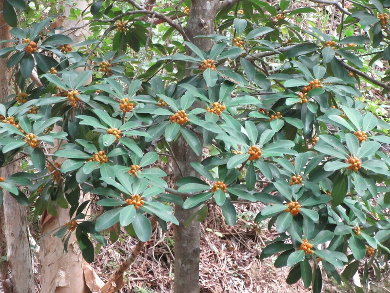 Ficus mutabilis