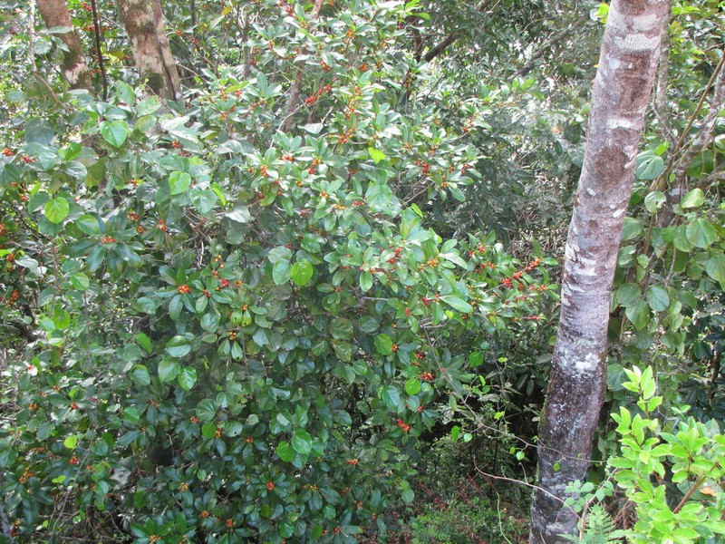 Ficus mutabilis photo 2