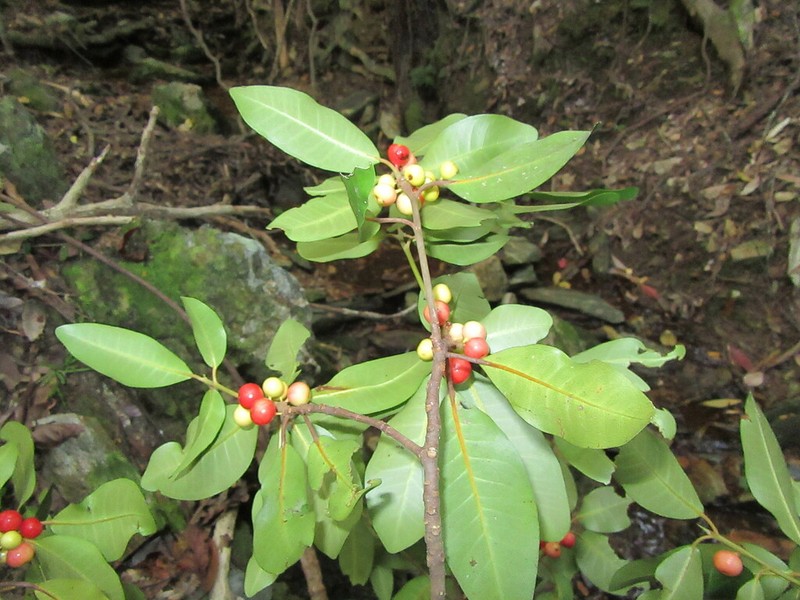 Ficus mutabilis photo 3