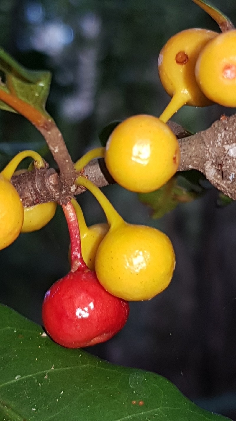 Ficus mutabilis photo 4