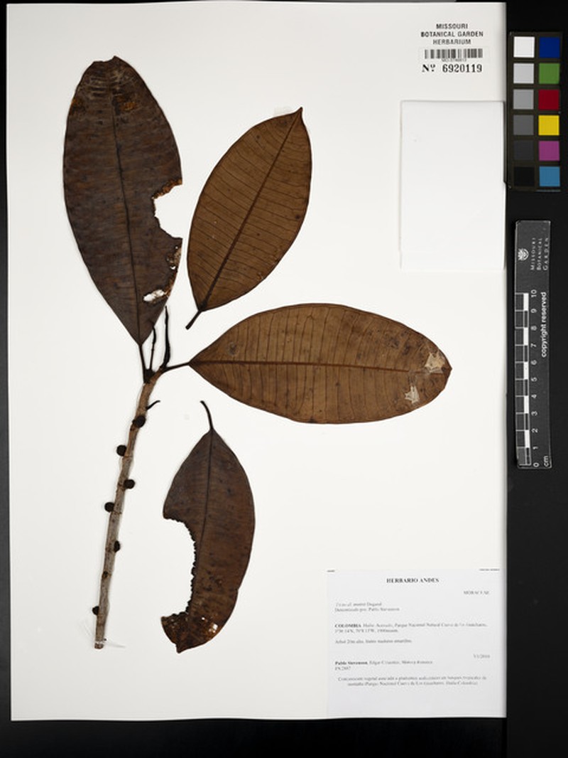 Ficus mutabilis photo 5