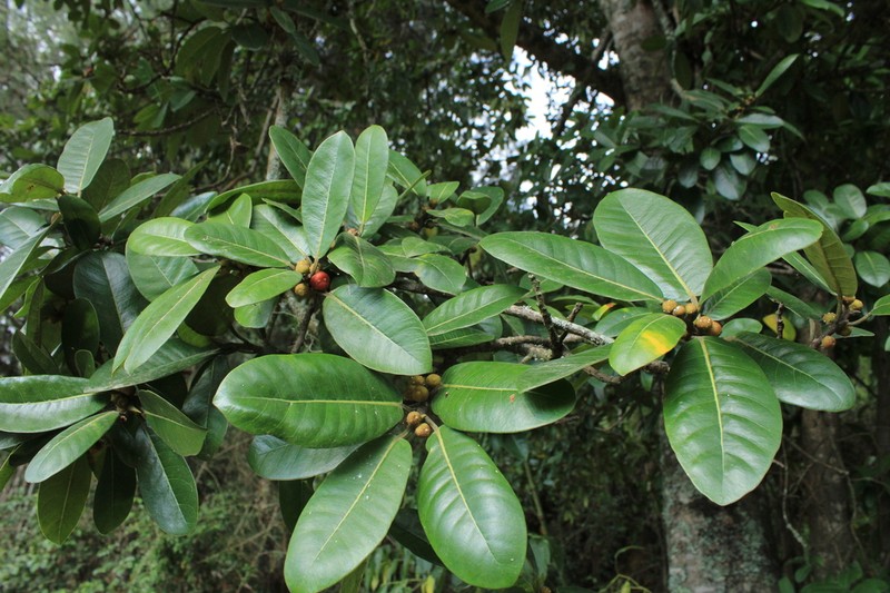Ficus mutisii