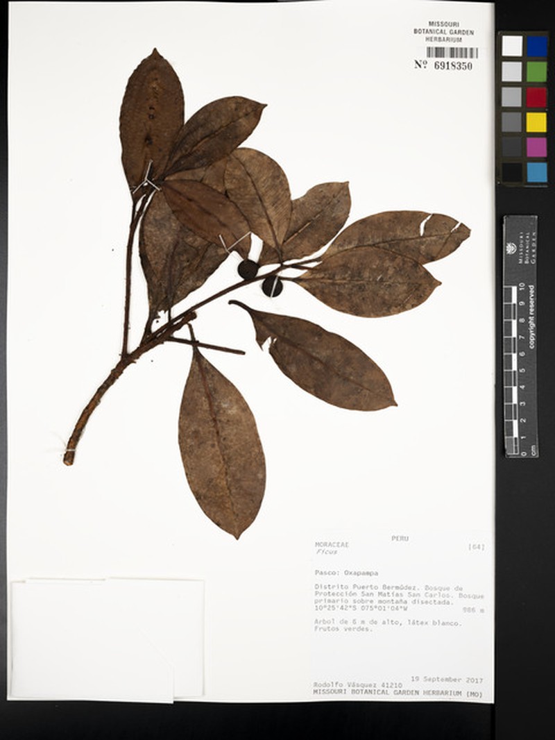 Ficus mutisii photo 2
