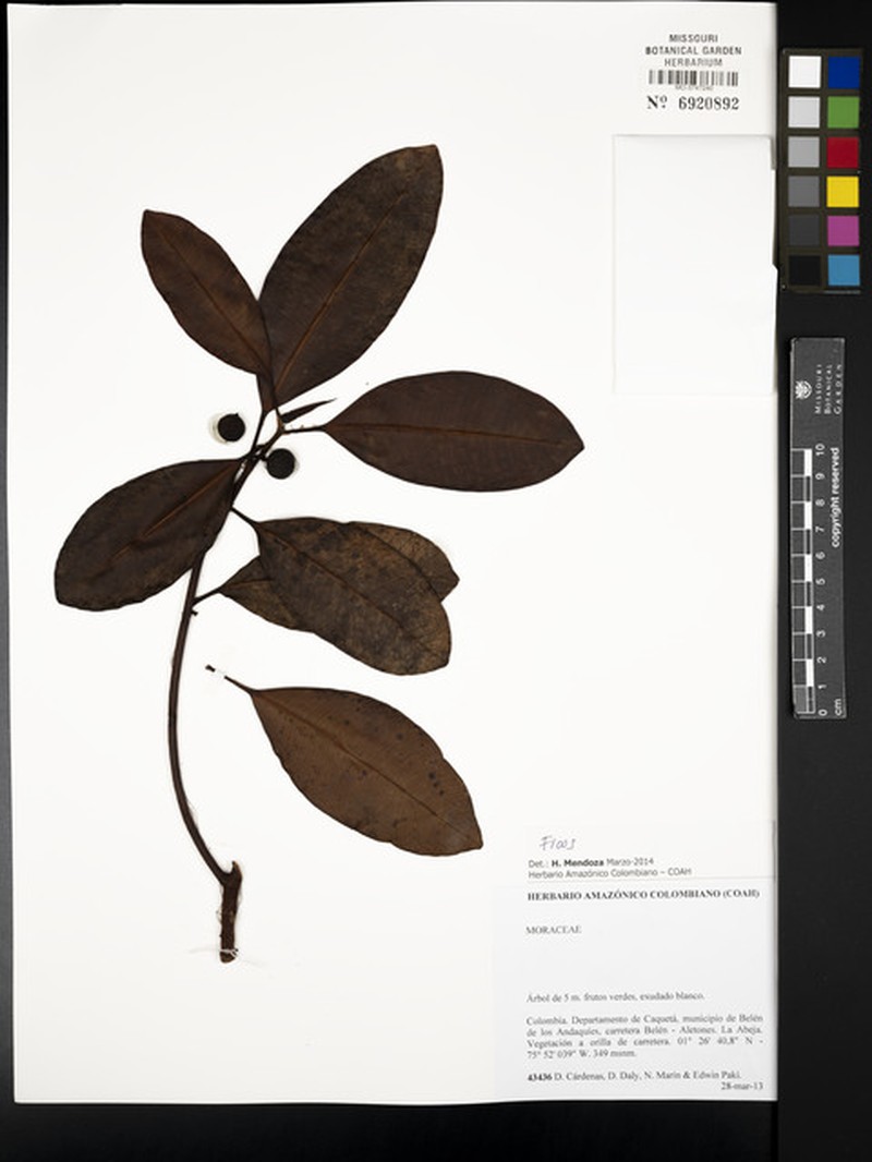 Ficus mutisii photo 3