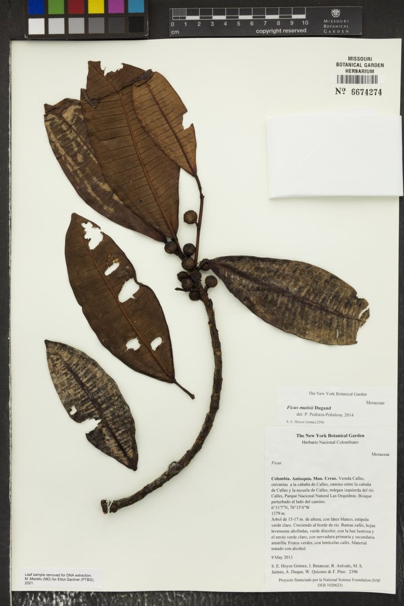 Ficus mutisii photo 4