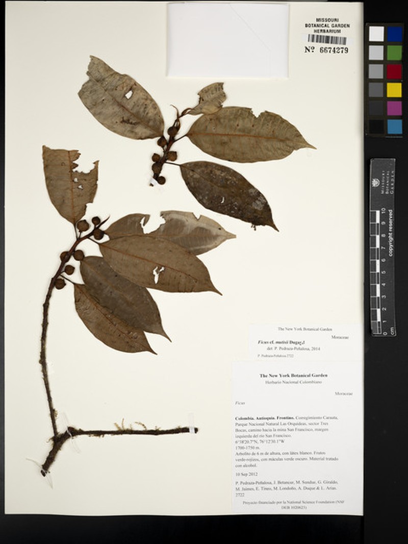 Ficus mutisii photo 5