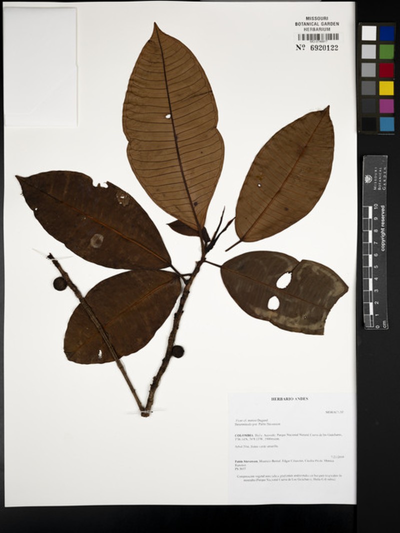 Ficus mutisii photo 6