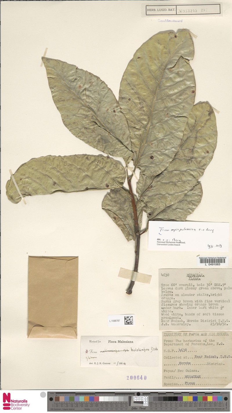 Ficus myiopotamica