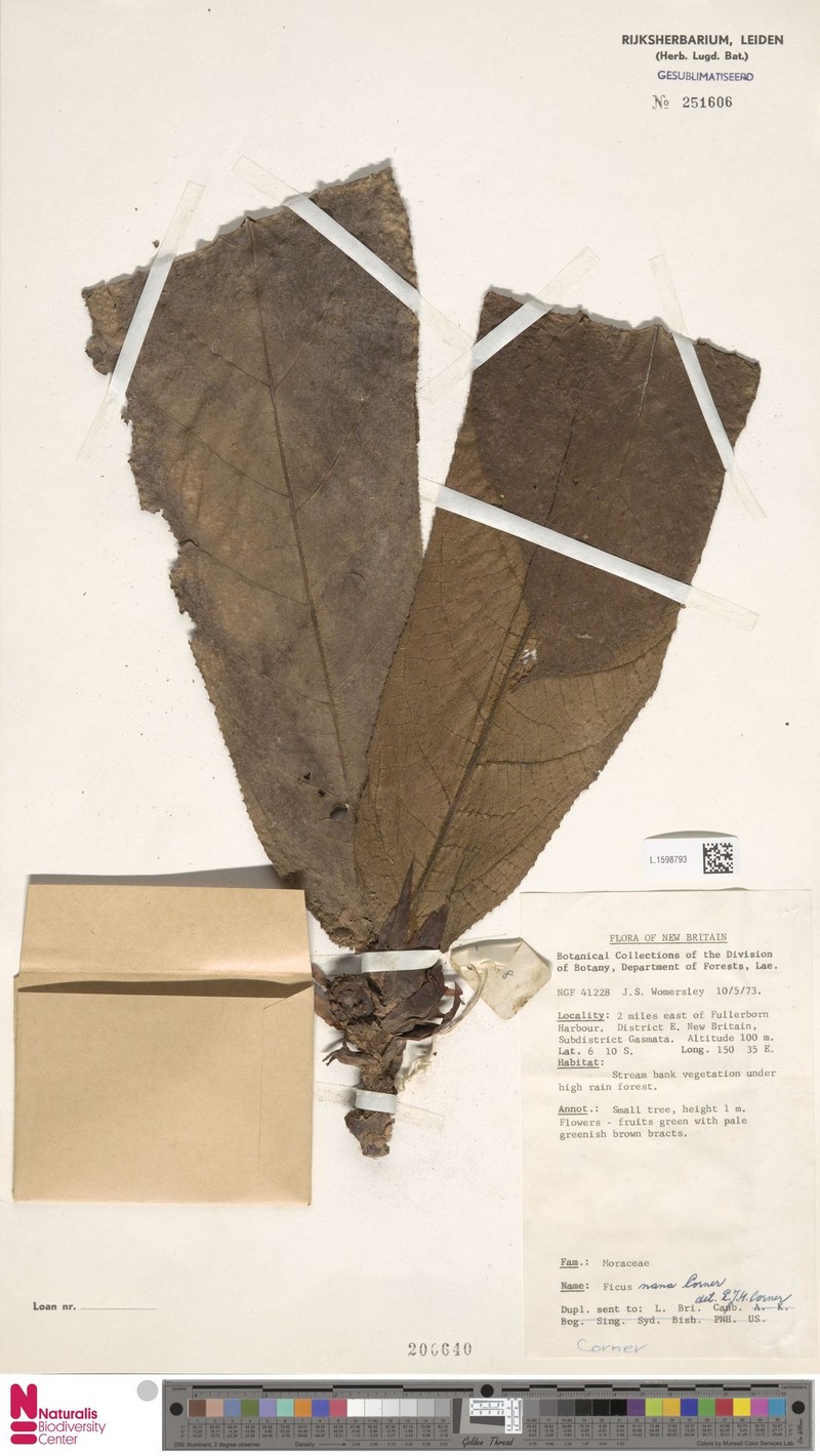 Ficus nana