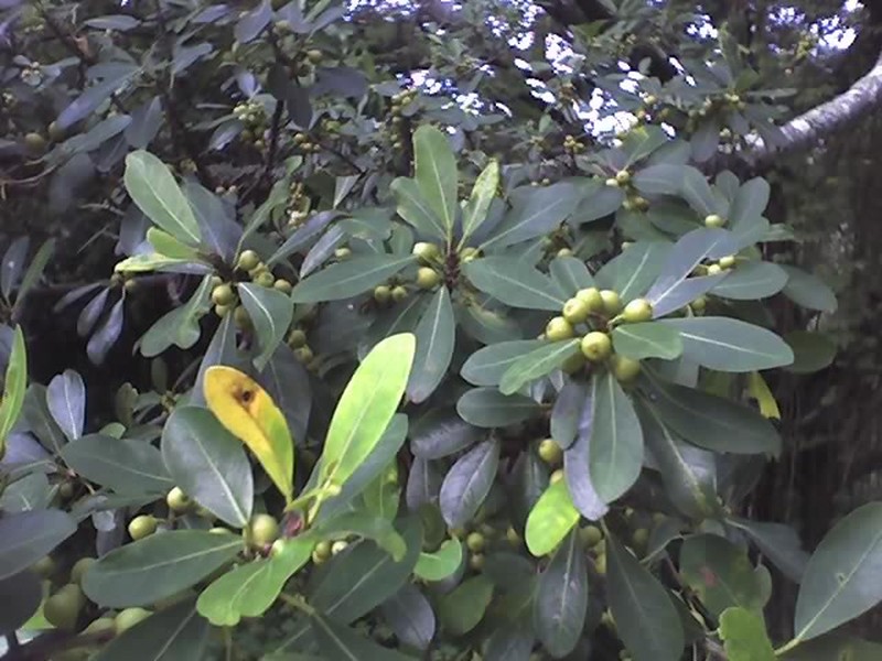 Ficus natalensis