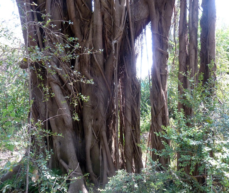 Ficus natalensis photo 2