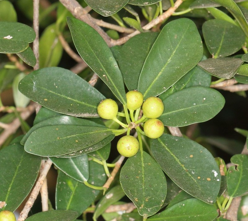 Ficus natalensis photo 3