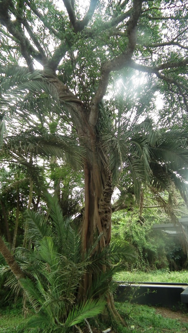 Ficus natalensis photo 4