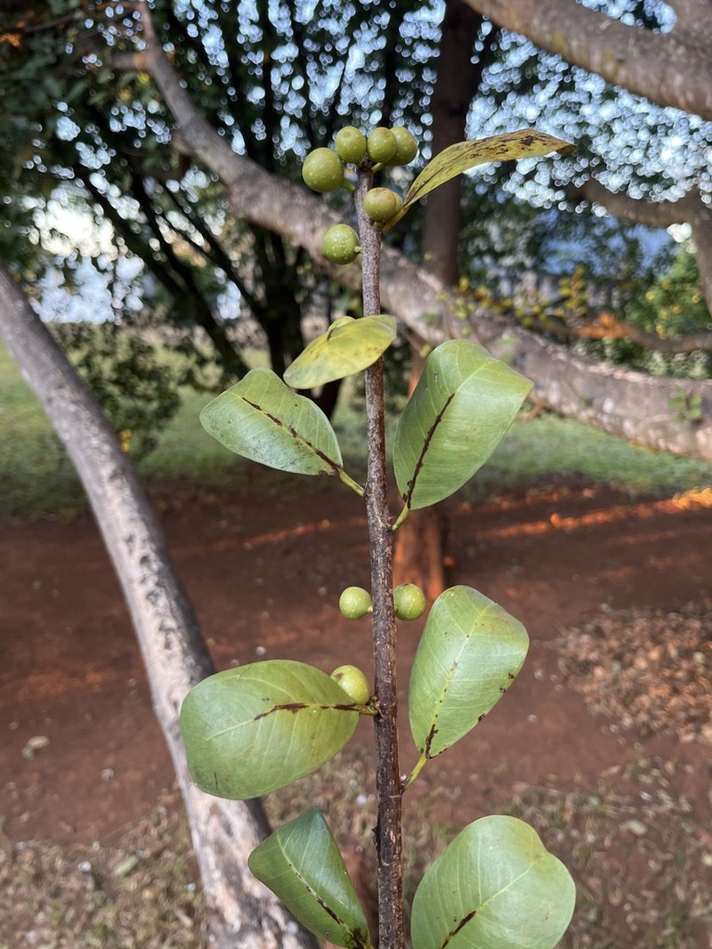 Ficus natalensis photo 5