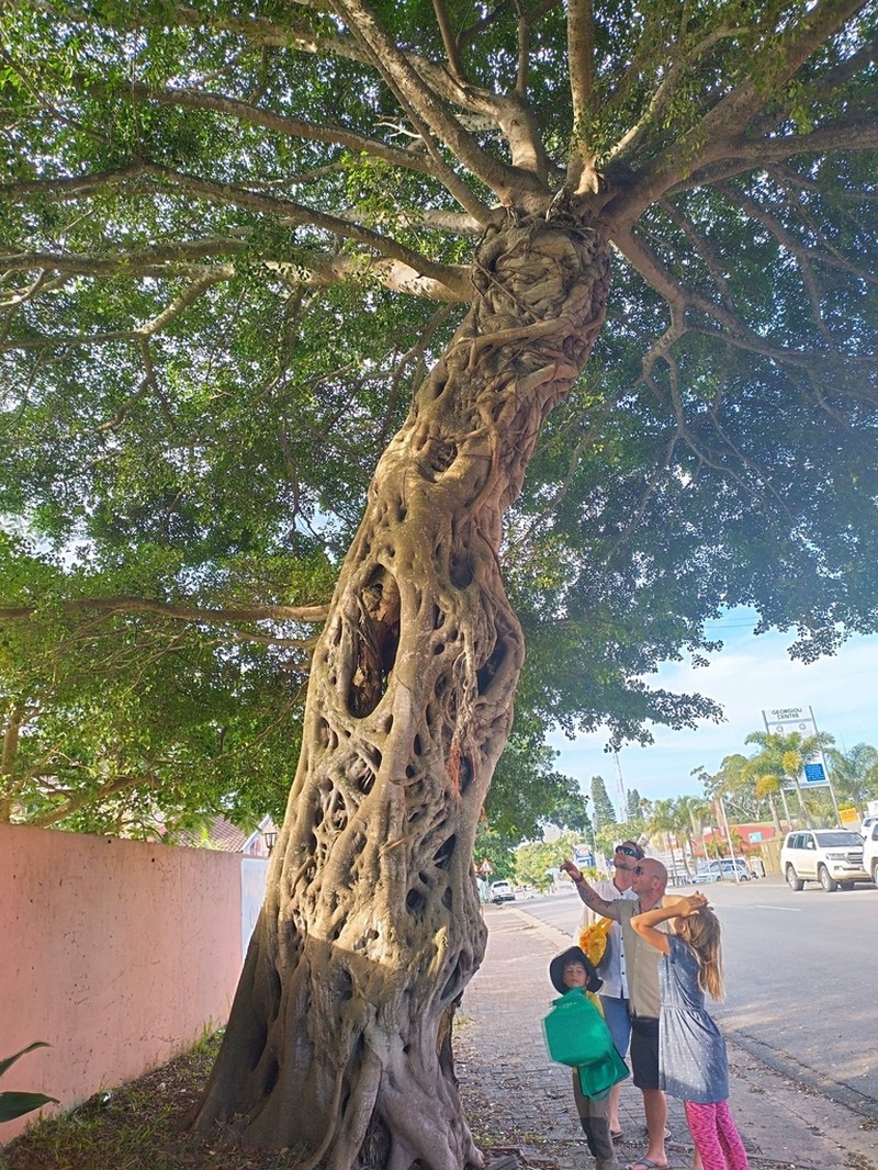 Ficus natalensis photo 6