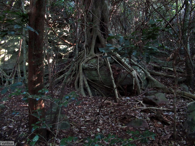 Ficus natalensis photo 7